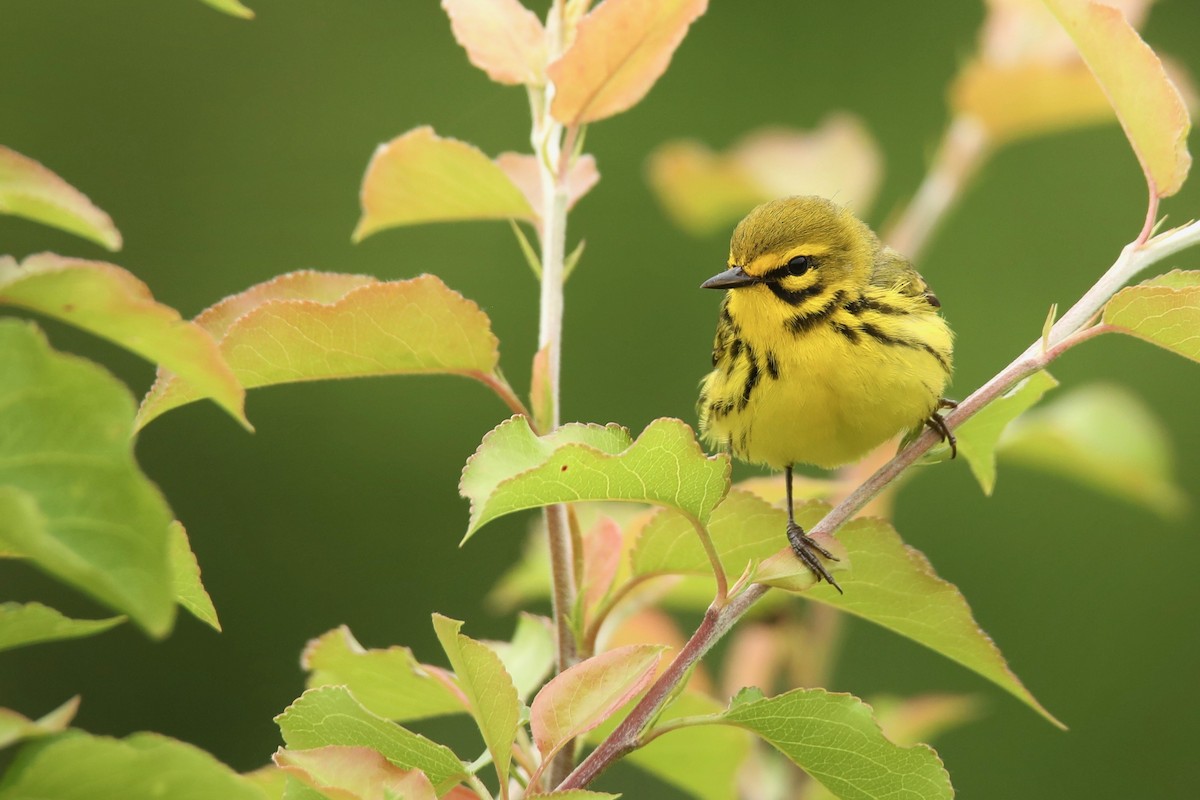 Prairie Warbler - ML467827601
