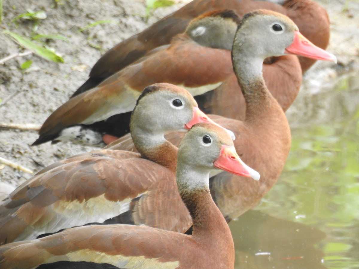 Black-bellied Whistling-Duck - ML467828911
