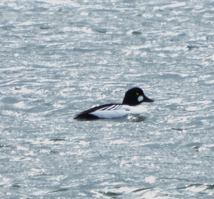 Common Goldeneye - ML46782931