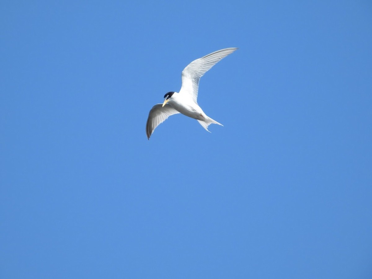 Least Tern - ML467829881