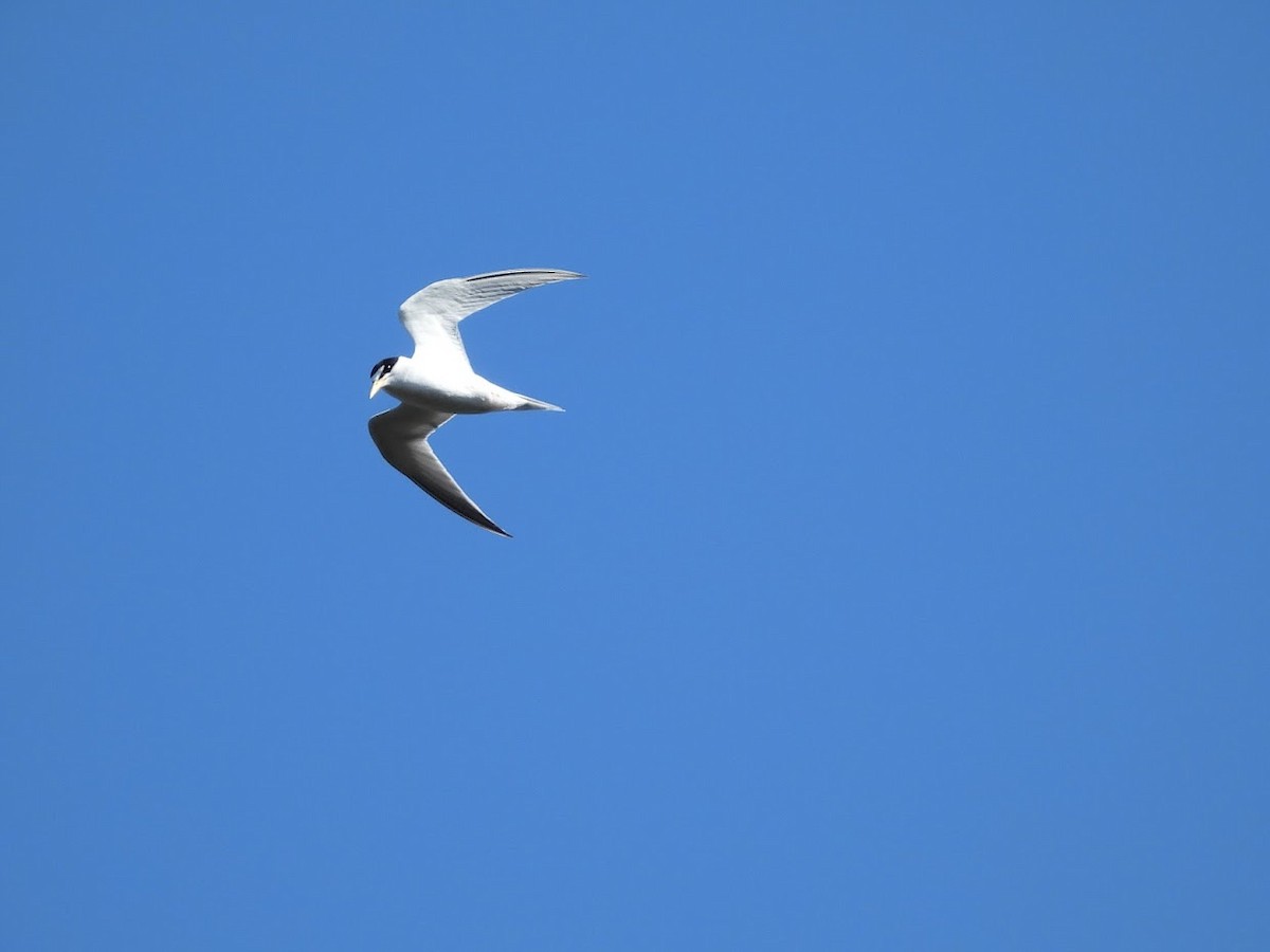 Least Tern - ML467829891