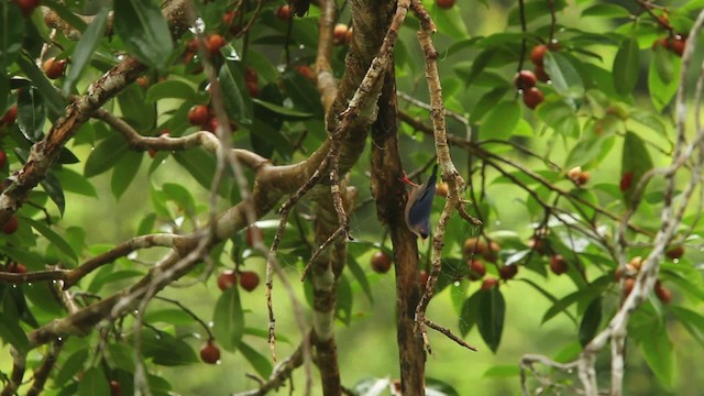 Velvet-fronted Nuthatch - ML467832