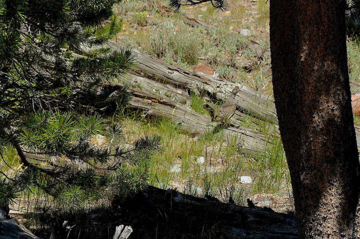 Sooty Grouse - ML467833021