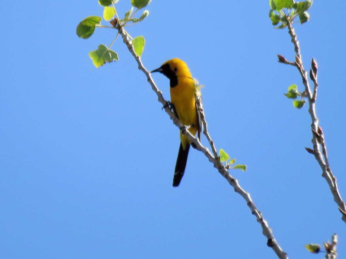 Hooded Oriole - Dean Newhouse