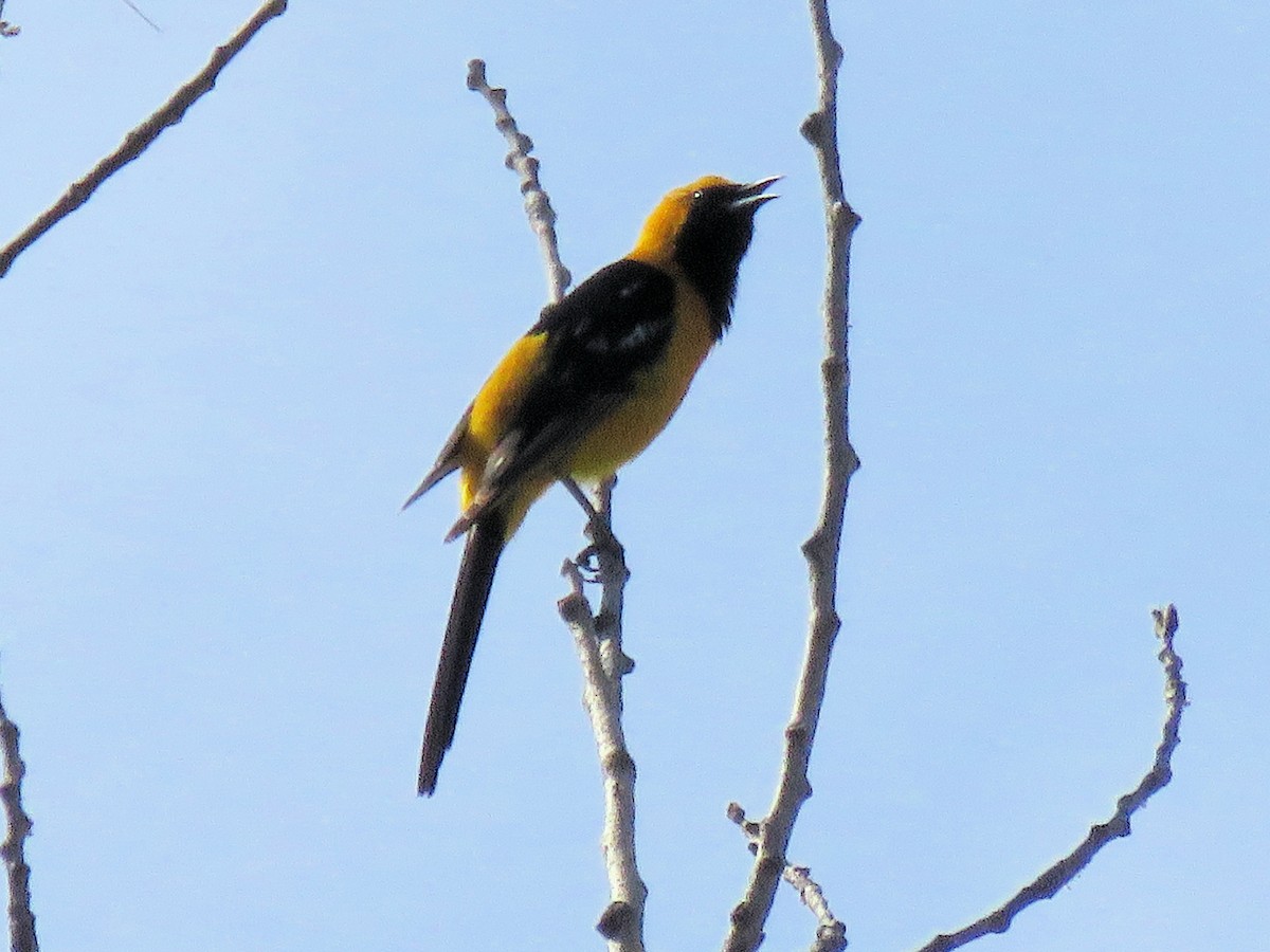 Hooded Oriole - Dean Newhouse