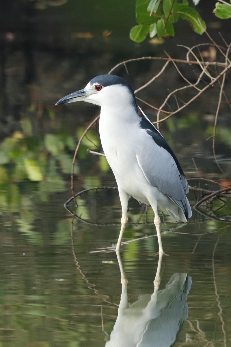 Black-crowned Night Heron - ML467835841