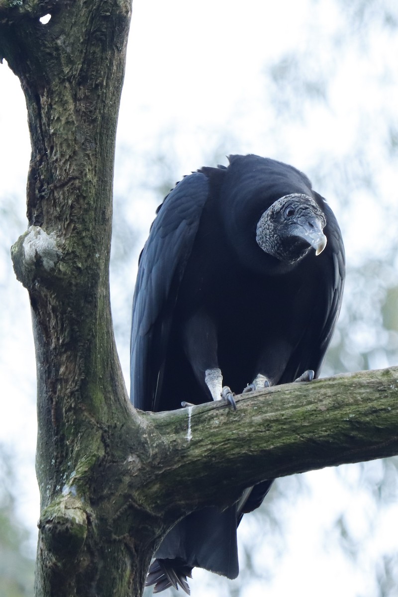 Black Vulture - ML467835931