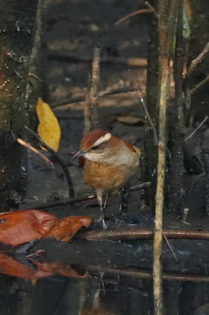 Wing-banded Hornero - ML467835981