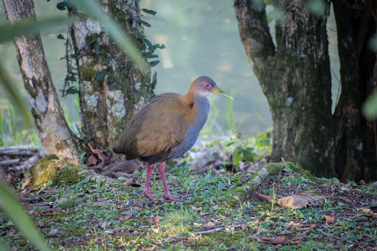 Slaty-breasted Wood-Rail - ML467836981