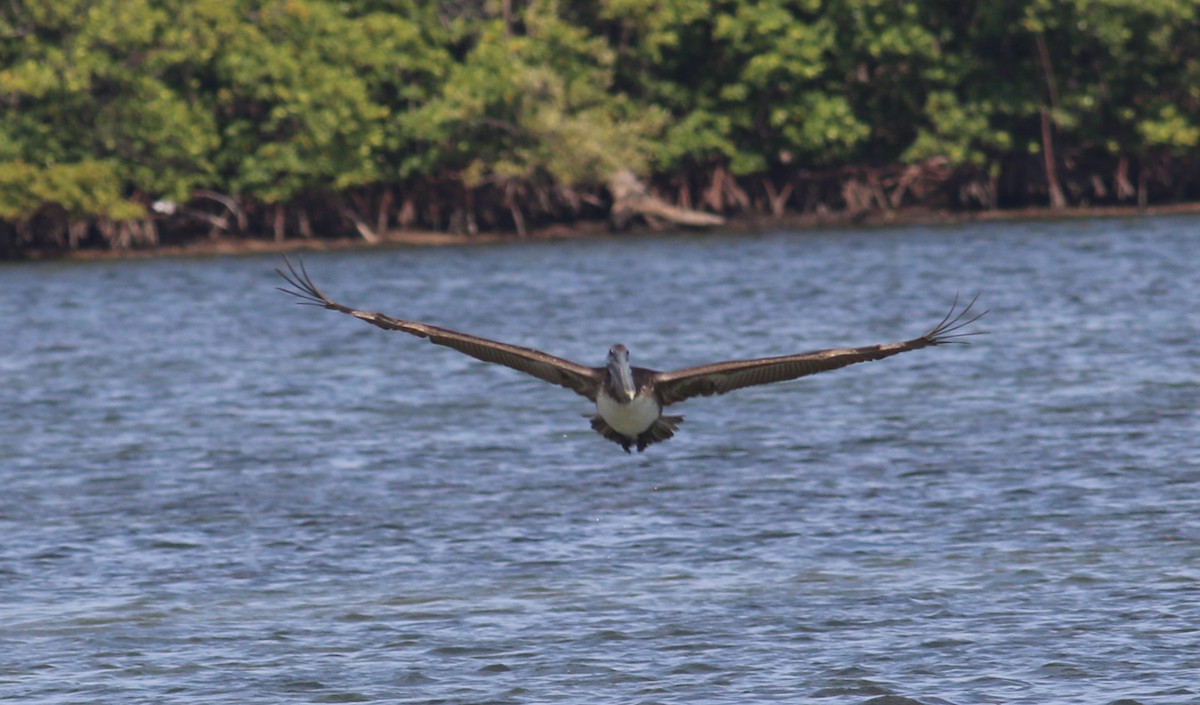 Brown Pelican - Jason Rieger