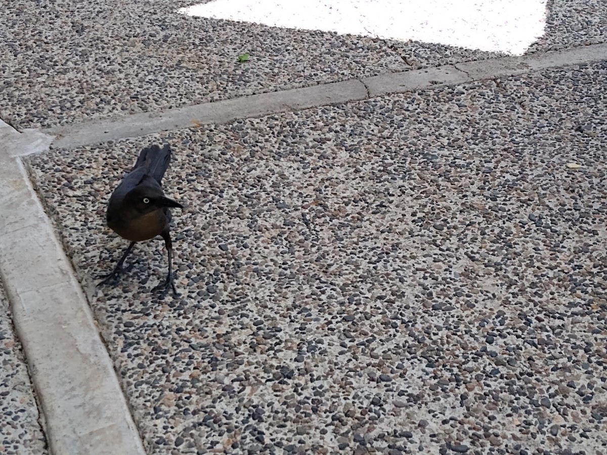 Great-tailed Grackle - Dan Williams