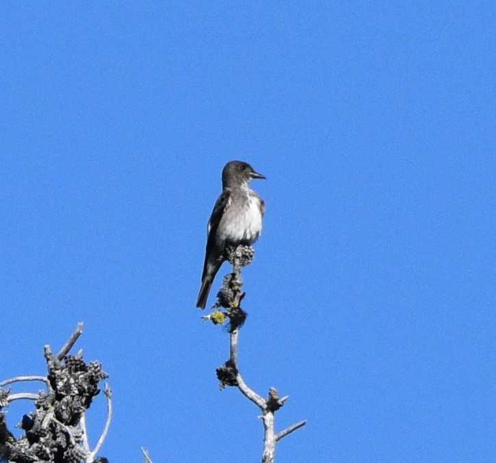 Olive-sided Flycatcher - ML467839261