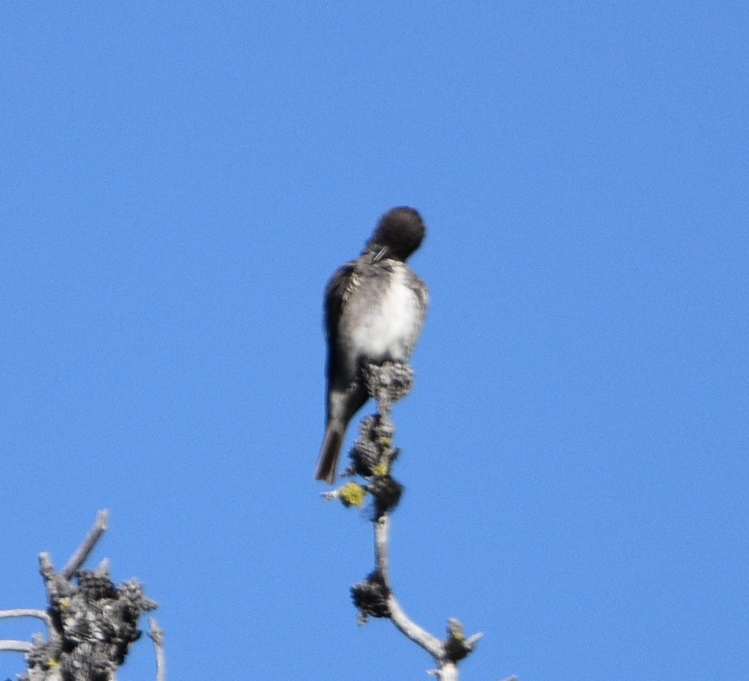 Olive-sided Flycatcher - ML467839271