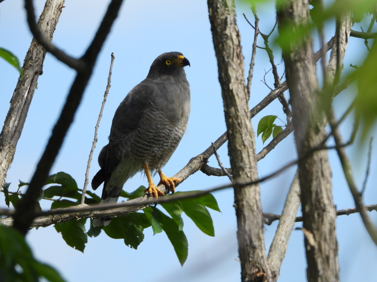 Wegebussard - ML467839691