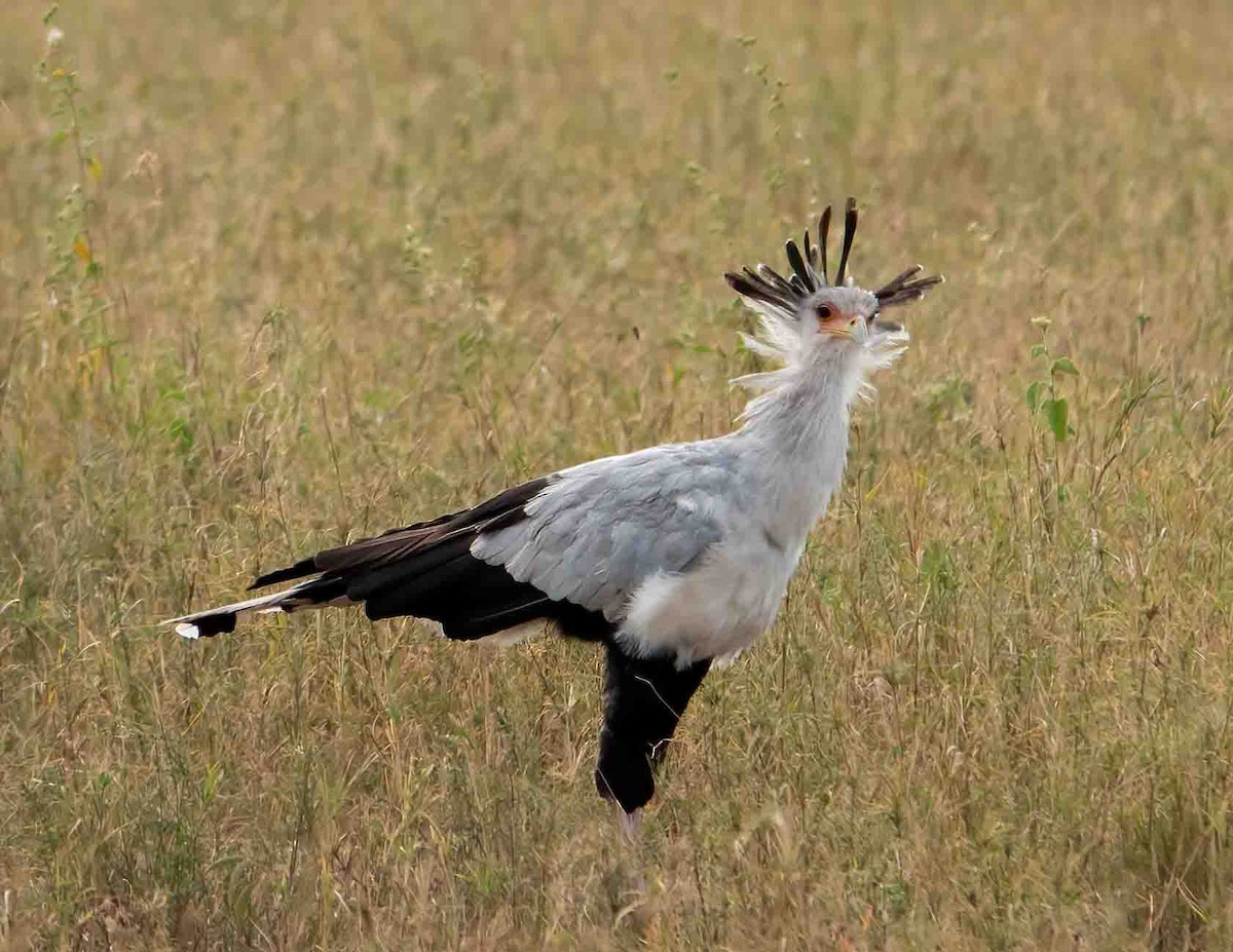 Secretarybird - ML467839811