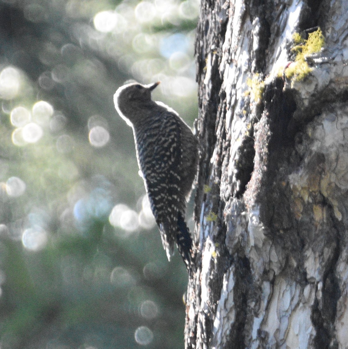 Williamson's Sapsucker - ML467839851