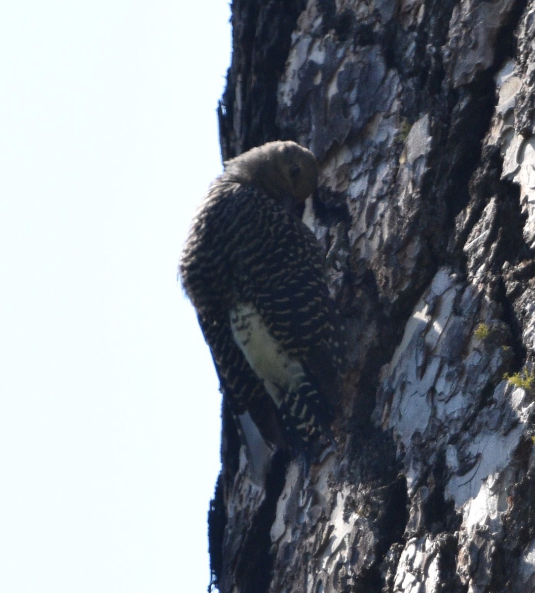 Williamson's Sapsucker - ML467839901