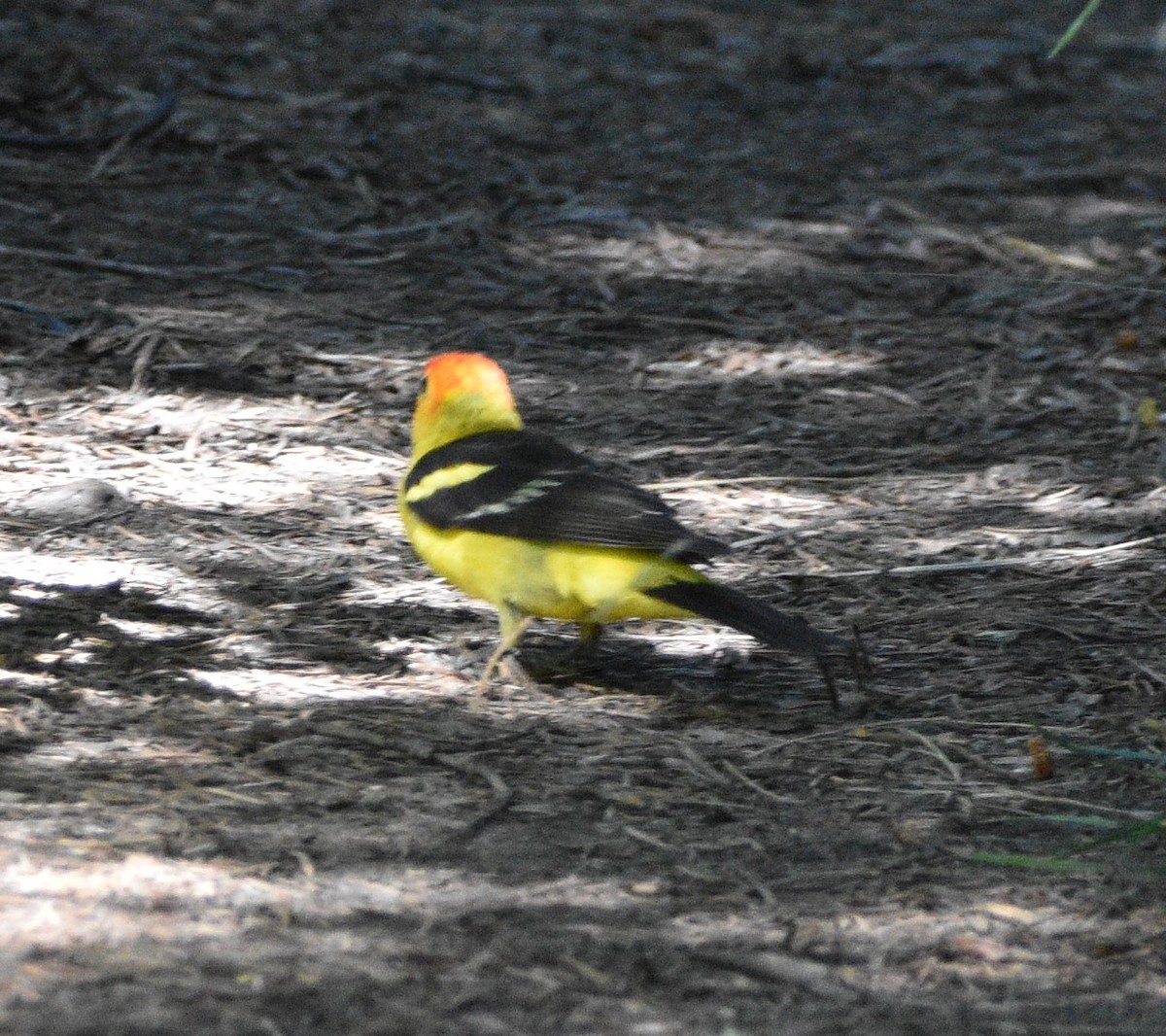 Western Tanager - Peter Olsoy