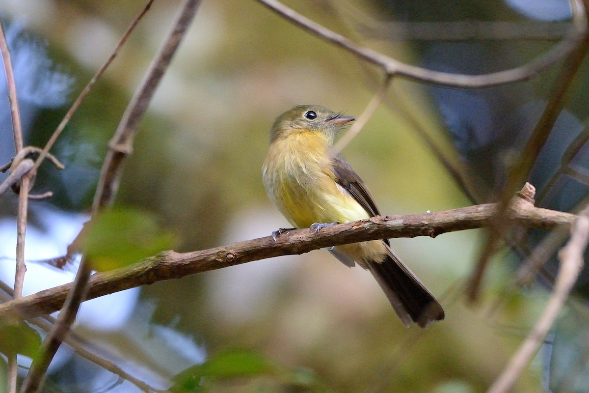 Whiskered Flycatcher - ML467840441