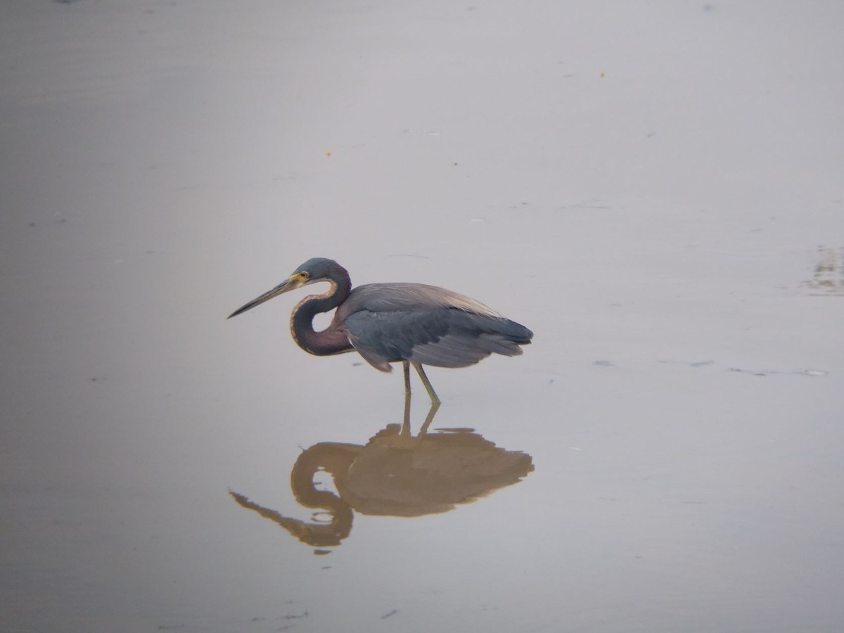 Tricolored Heron - Dan Williams