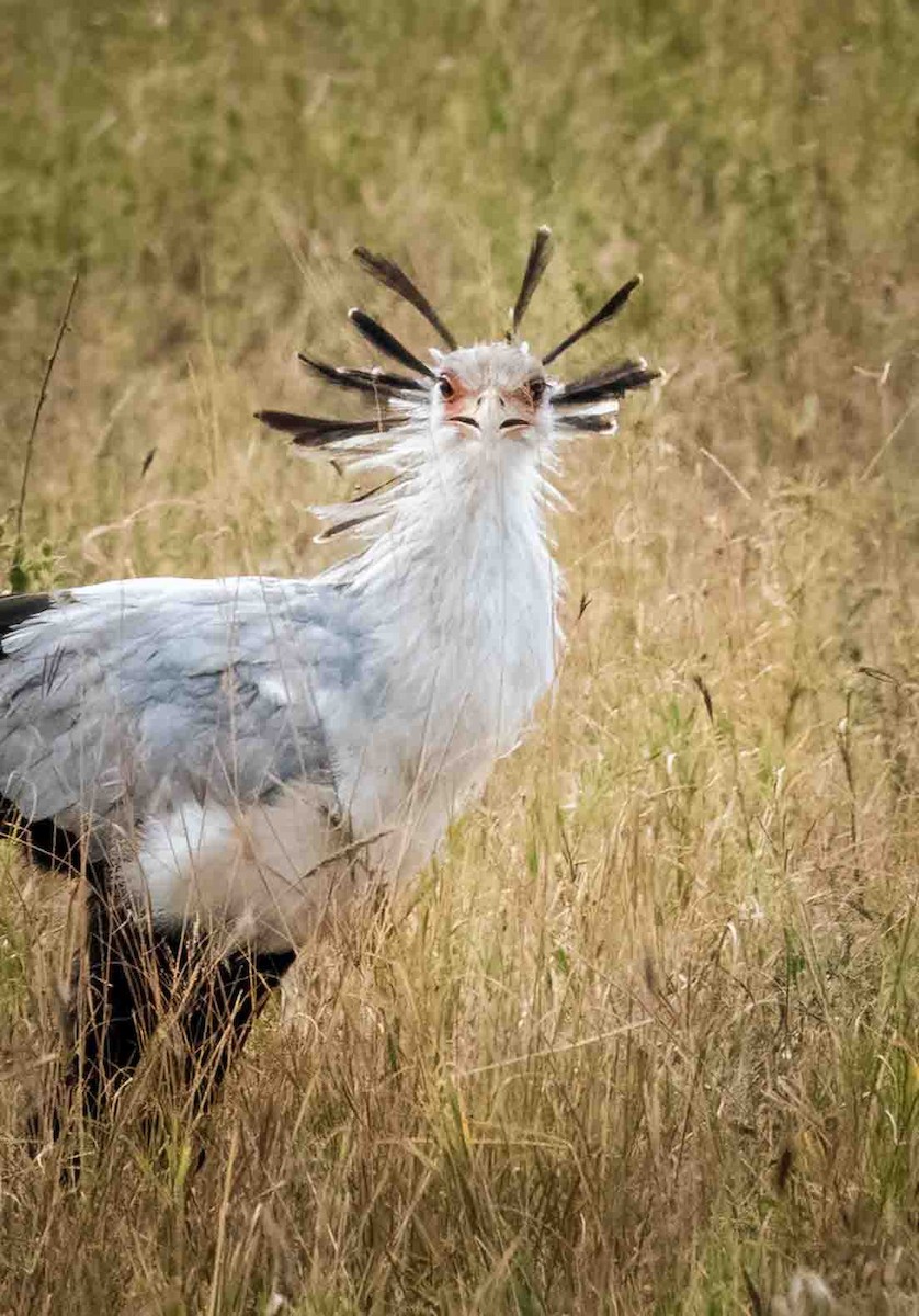 Secretarybird - ML467840621