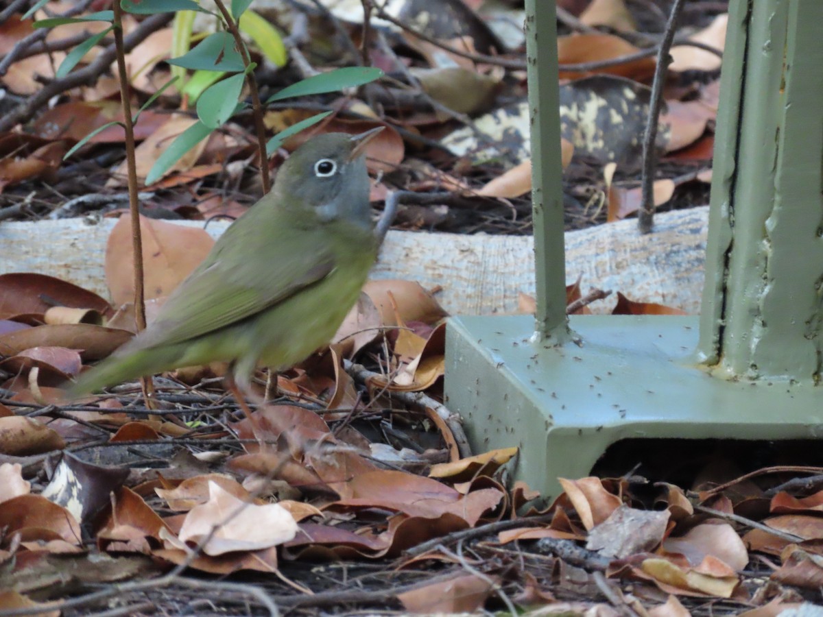 Connecticut Warbler - ML467840911