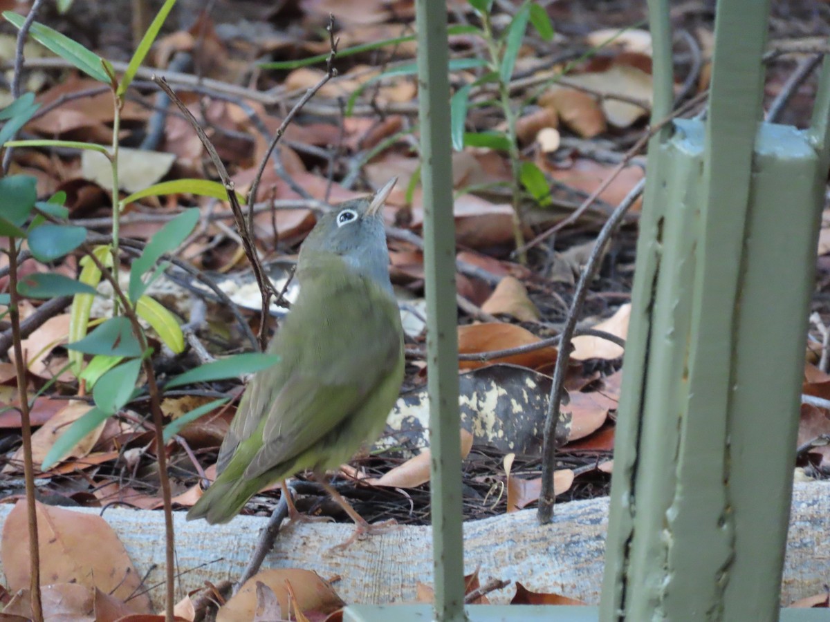 Connecticut Warbler - ML467840921
