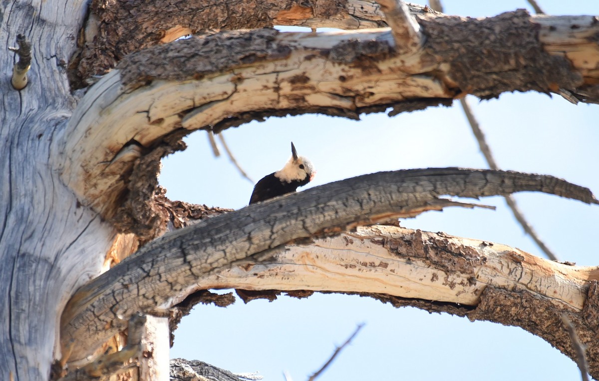White-headed Woodpecker - ML467841181