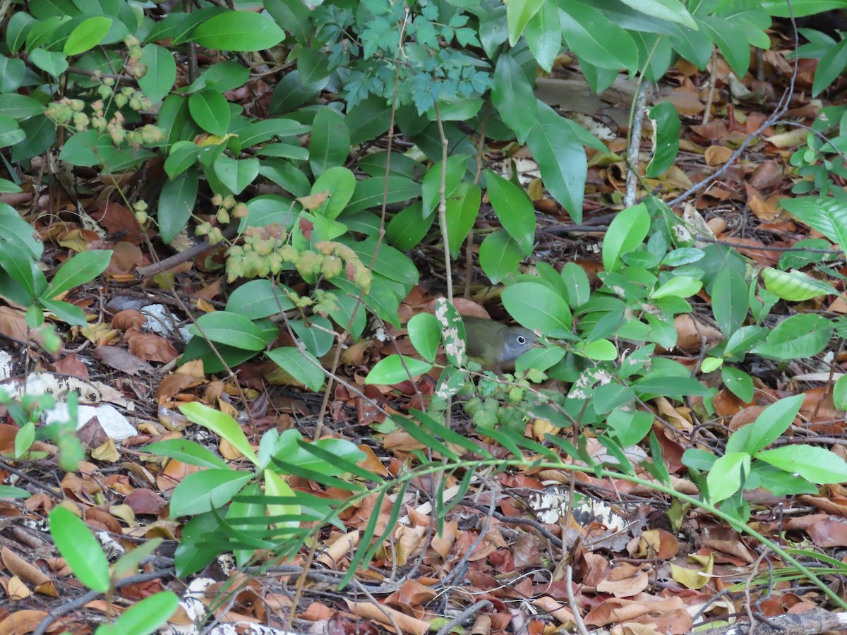 Connecticut Warbler - ML467841751