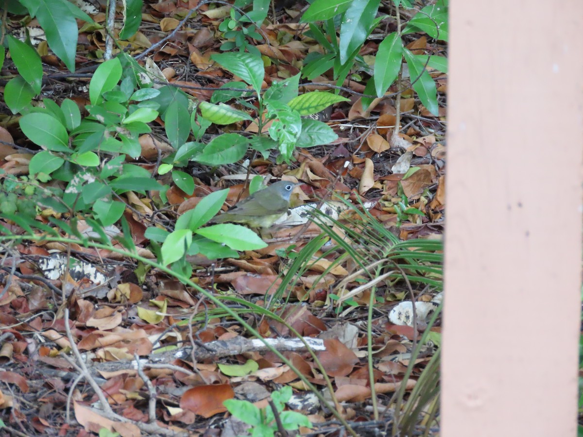 Connecticut Warbler - ML467841771