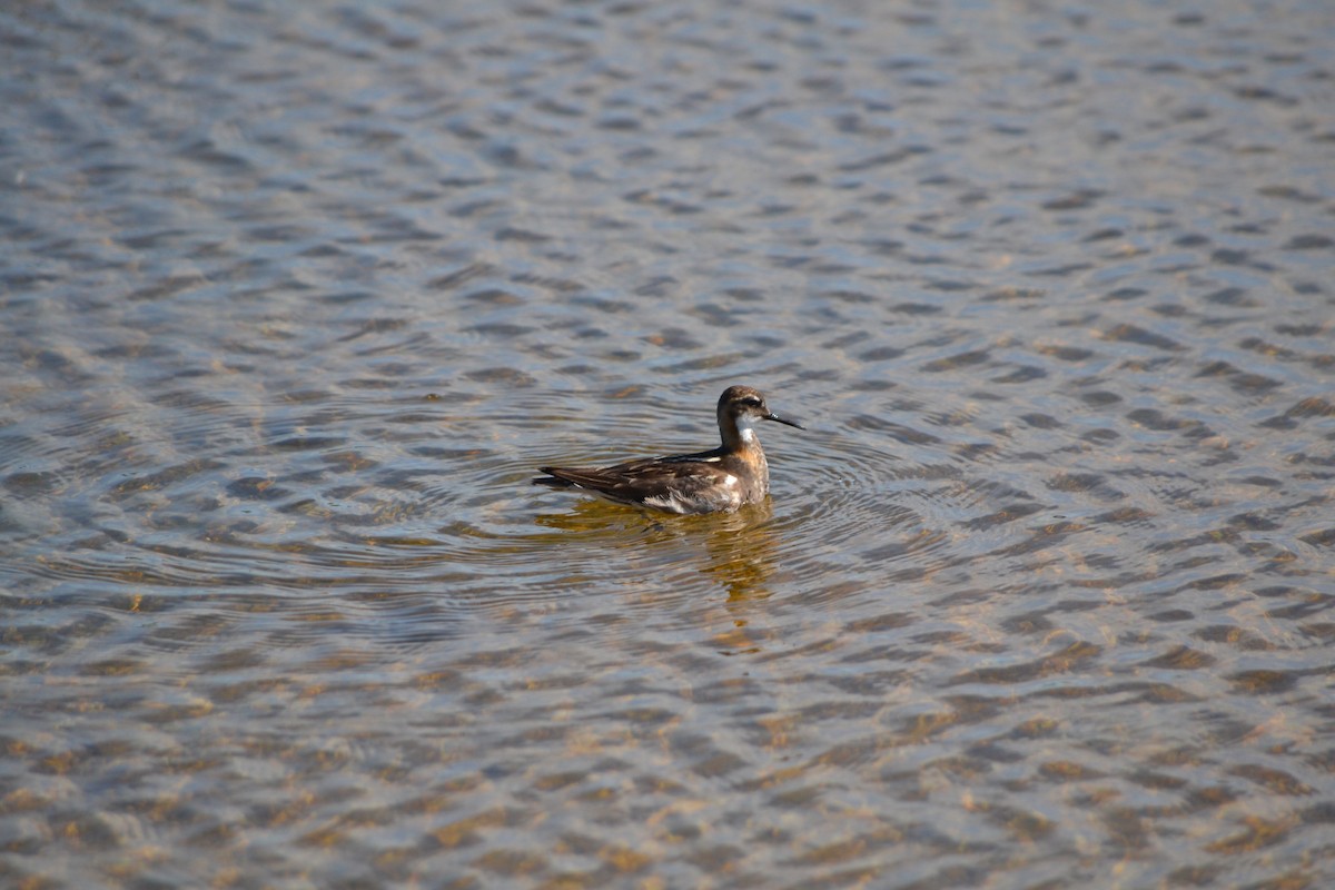 svømmesnipe - ML467841991