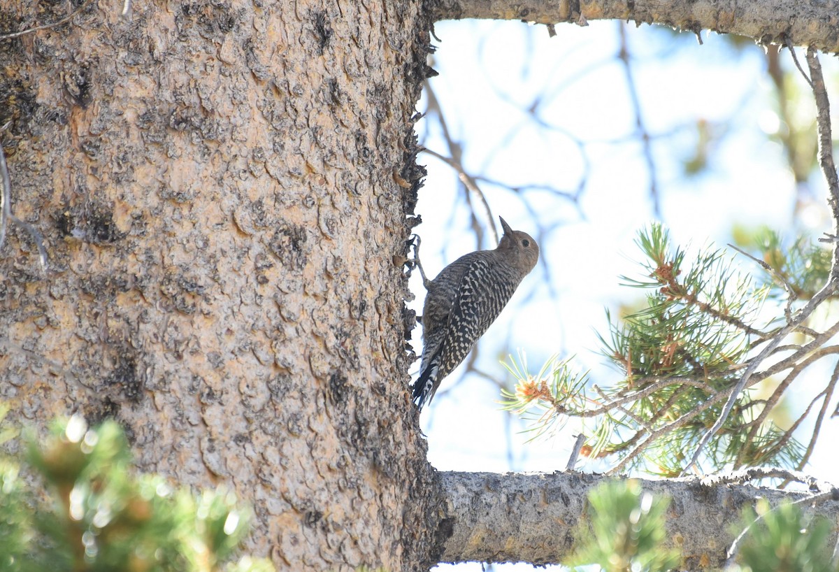Williamson's Sapsucker - ML467842151