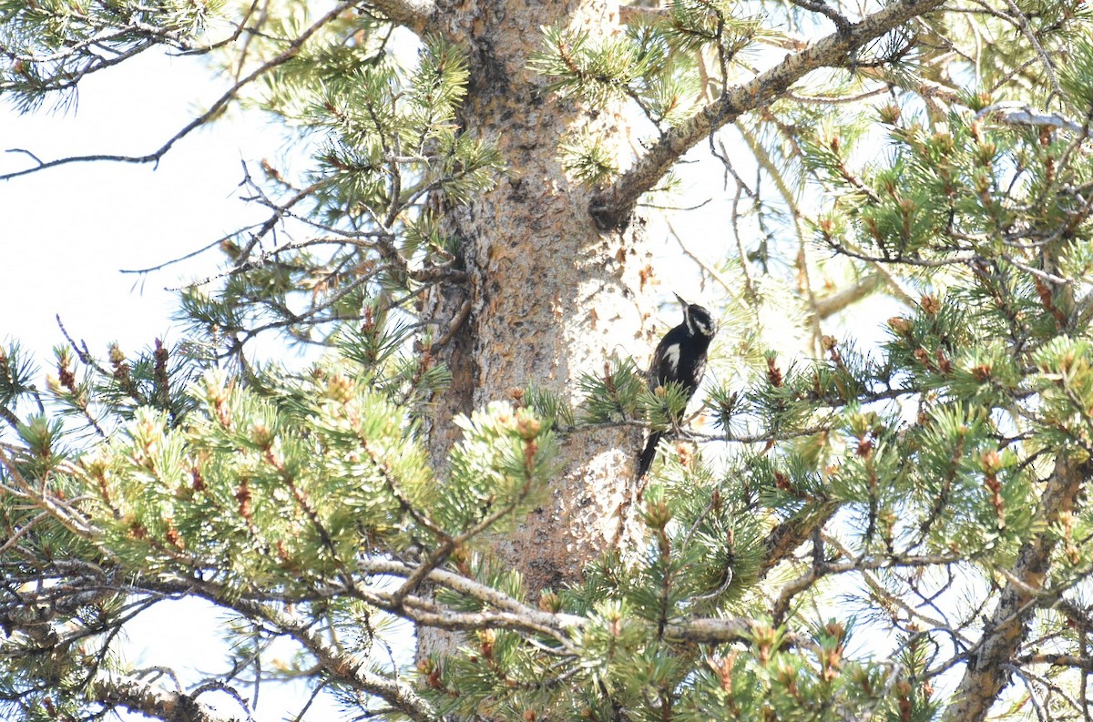 Williamson's Sapsucker - ML467842161