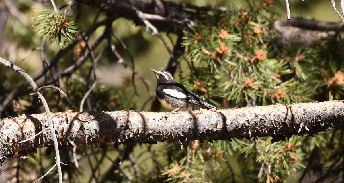 Williamson's Sapsucker - ML467842171
