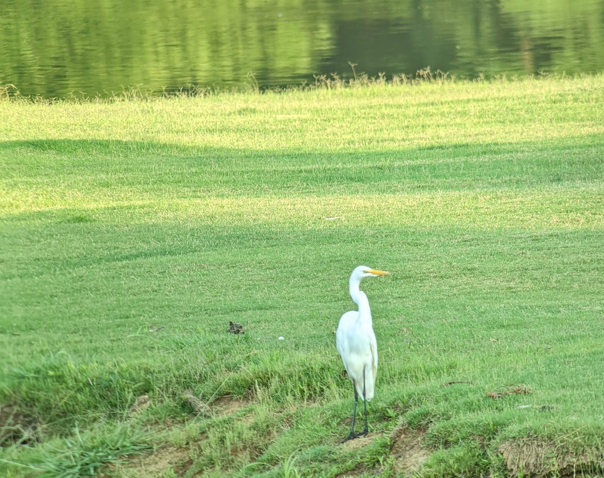 Great Egret - ML467842401