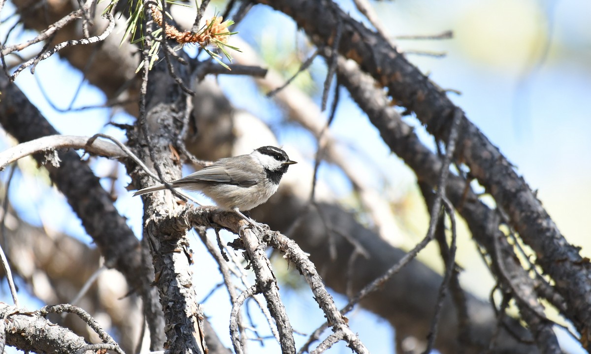 Mountain Chickadee (Pacific) - ML467842651