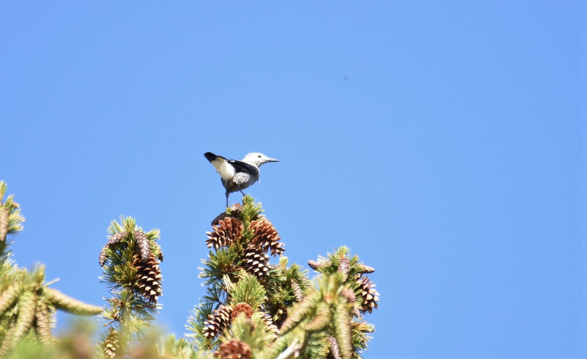 Clark's Nutcracker - ML467842831