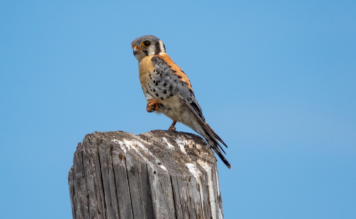 American Kestrel - Gale VerHague