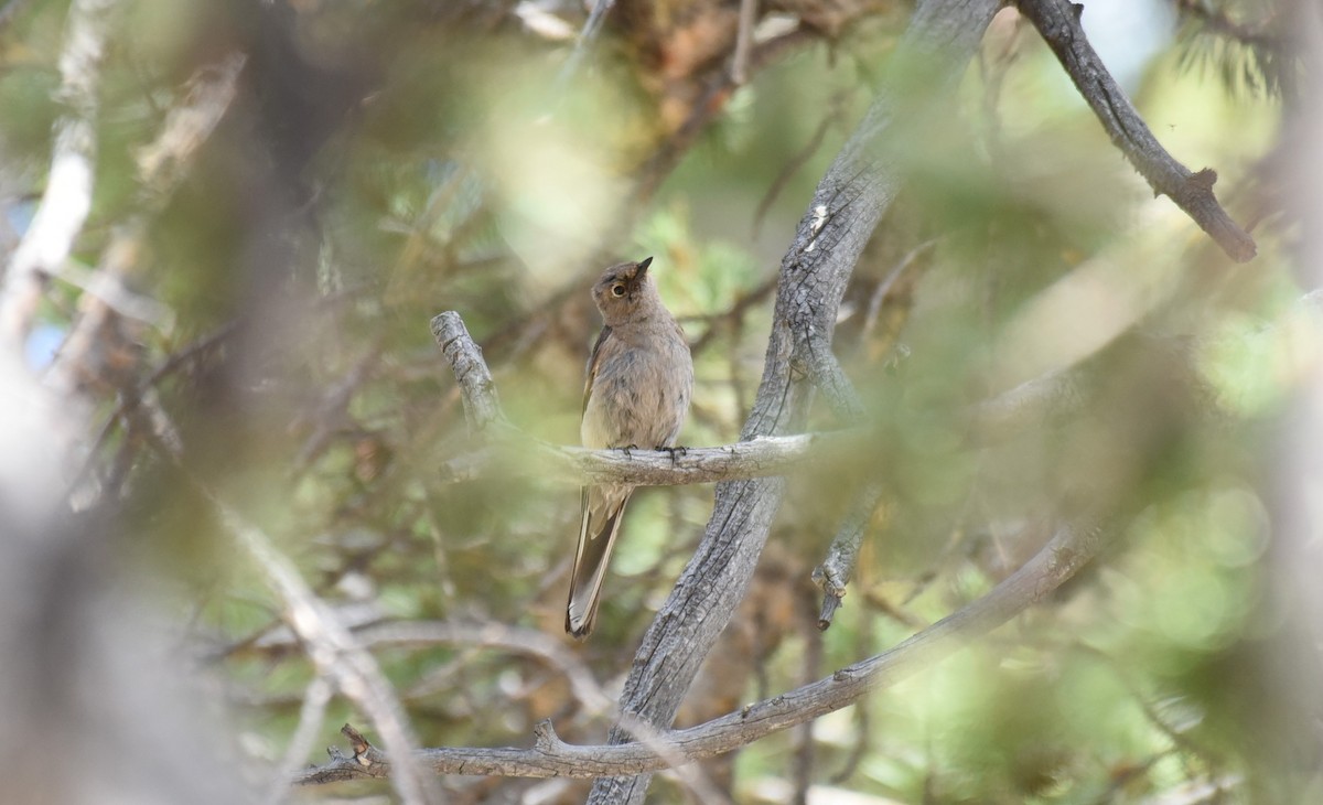 Townsend's Solitaire - ML467843071