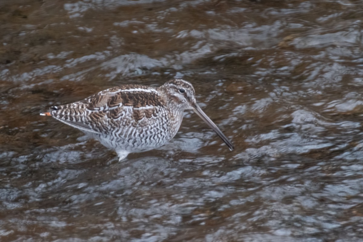 Solitary Snipe - ML467843821