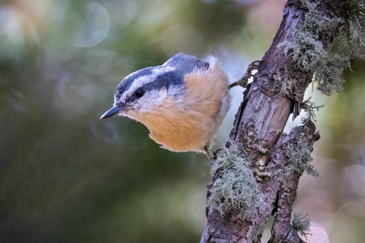 Red-breasted Nuthatch - ML467844111