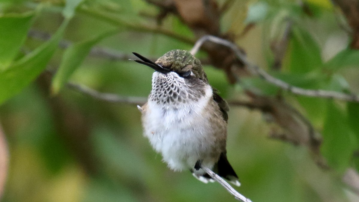 Ruby-throated Hummingbird - ML467844321