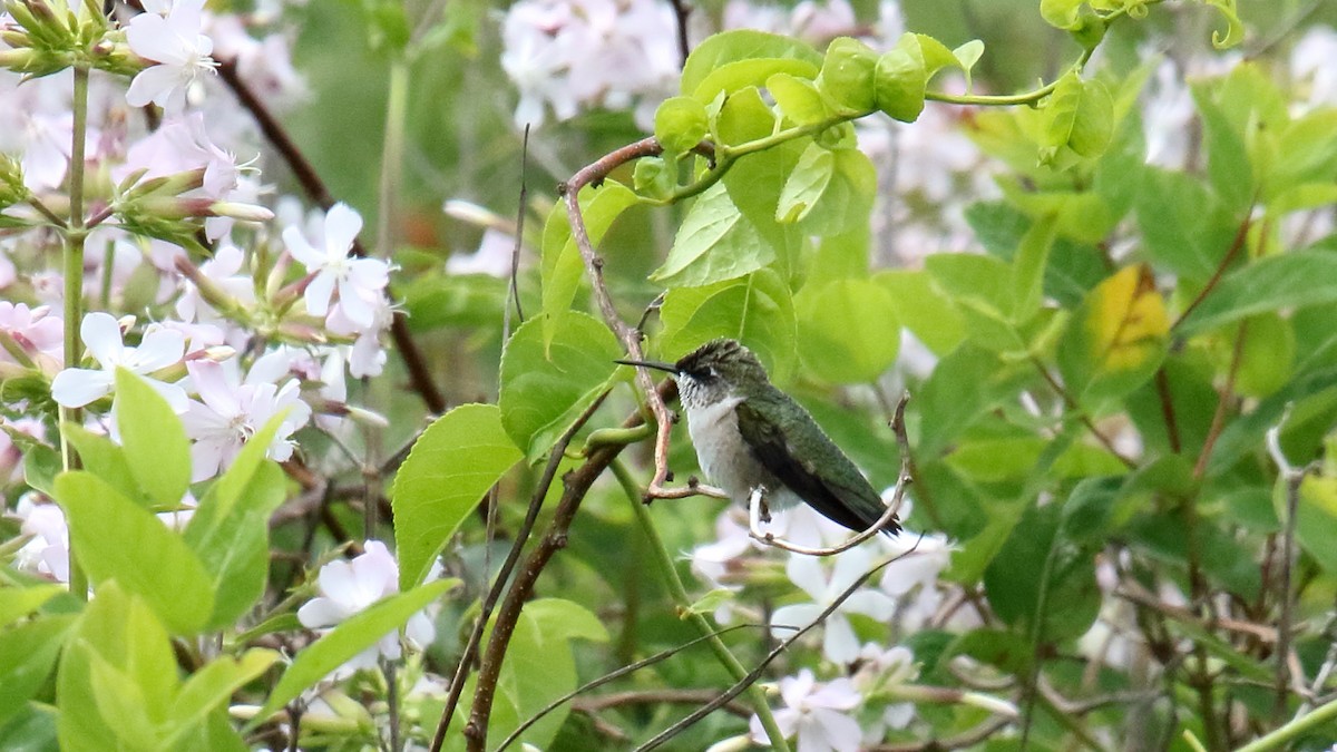 Ruby-throated Hummingbird - ML467844331