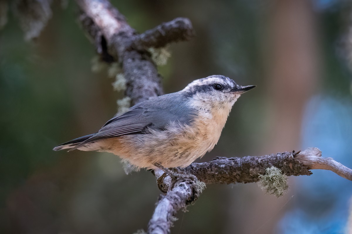 Red-breasted Nuthatch - ML467845001