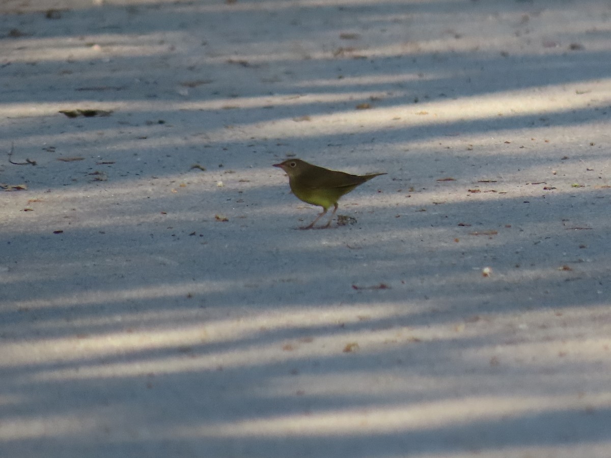 Connecticut Warbler - ML467845361