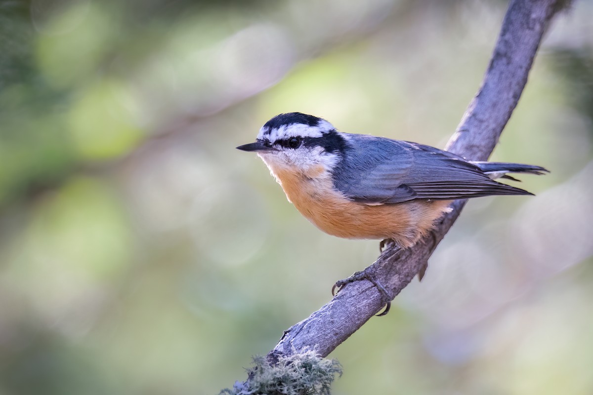 Red-breasted Nuthatch - ML467845491