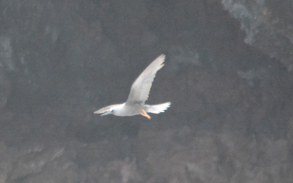 nody bělotemenný (ssp. melanogenys) - ML467846701