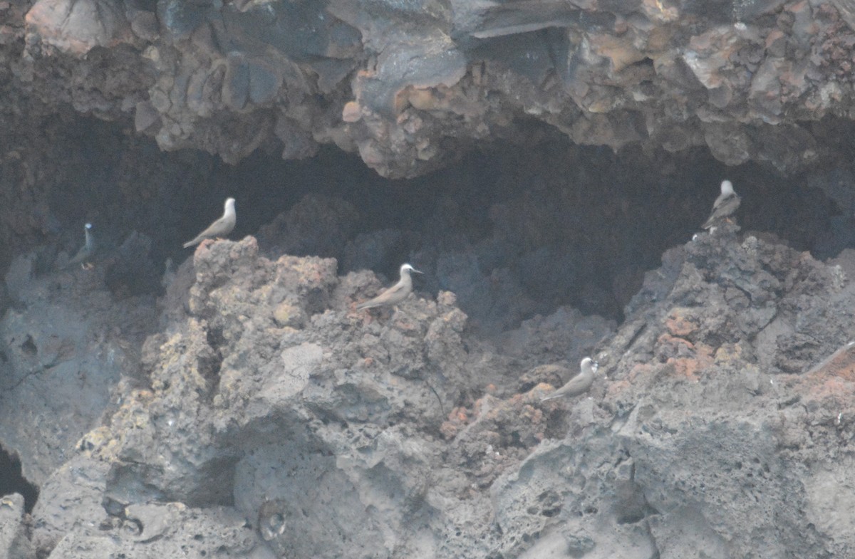 nody bělotemenný (ssp. melanogenys) - ML467846711