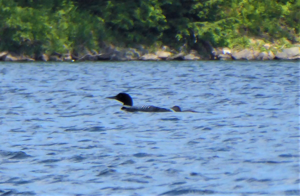 Common Loon - ML467847041