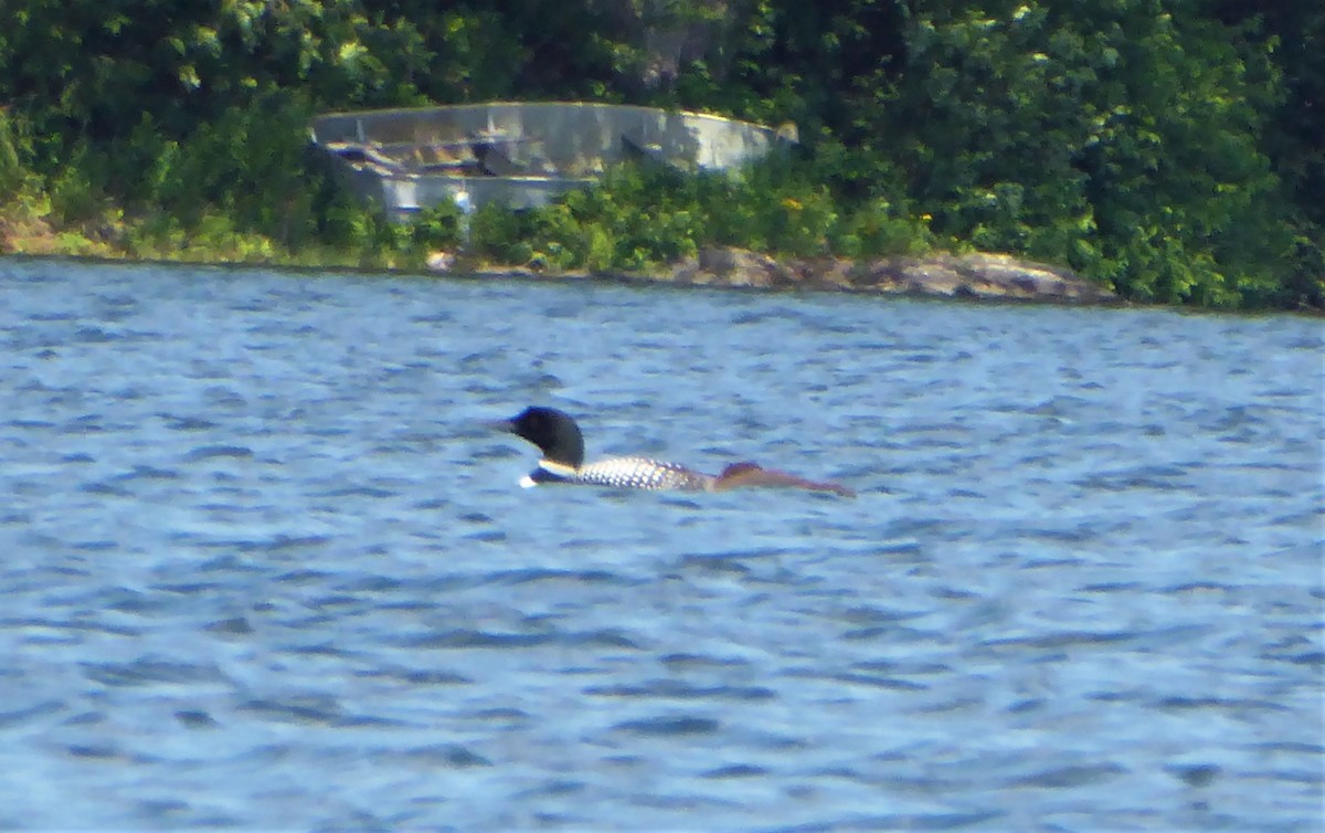 Common Loon - ML467847241